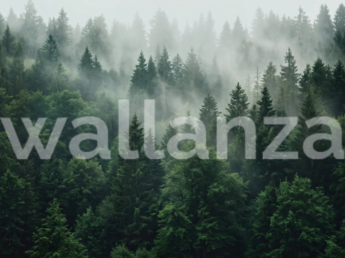 Misty Morning Pine Forest Nature Mural Wall Mural